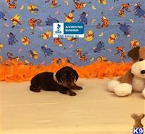 dachshund puppy posted by little paws kennel